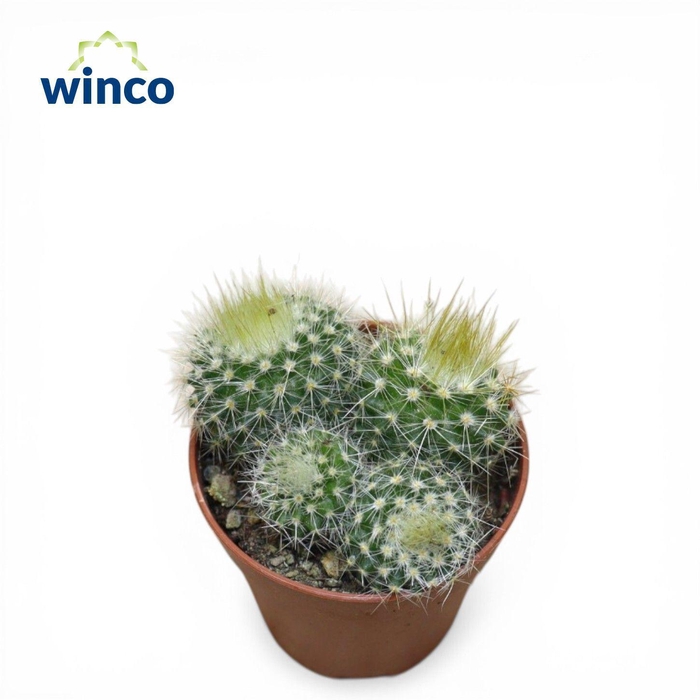 <h4>Notocactus Haselbergii (group)</h4>