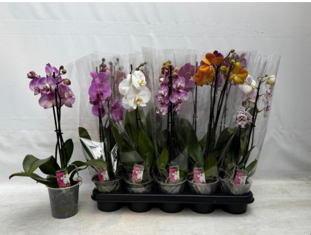 <h4>PHAL GEM 5 KL</h4>