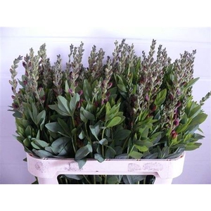 Baptisia Australis Oker