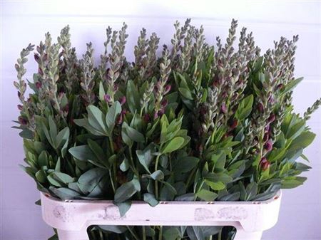 <h4>Baptisia Australis Oker</h4>