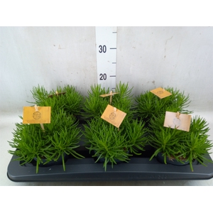 Senecio archeri 'Himalaya'
