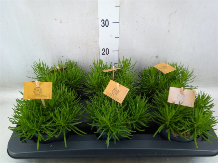 <h4>Senecio archeri 'Himalaya'</h4>