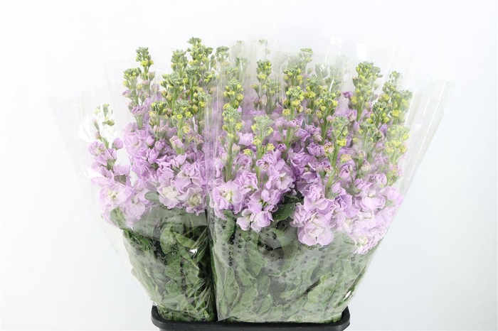 <h4>Matth Ov Lavender</h4>