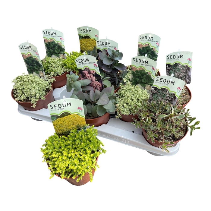 <h4>SEDUM OV</h4>