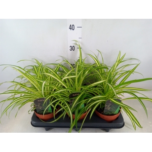 Chlorophytum cos. 'Atlantic'