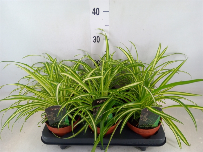 <h4>Chlorophytum cos. 'Atlantic'</h4>