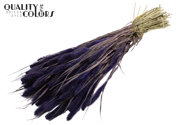 <h4>Setaria per bunch Purple</h4>
