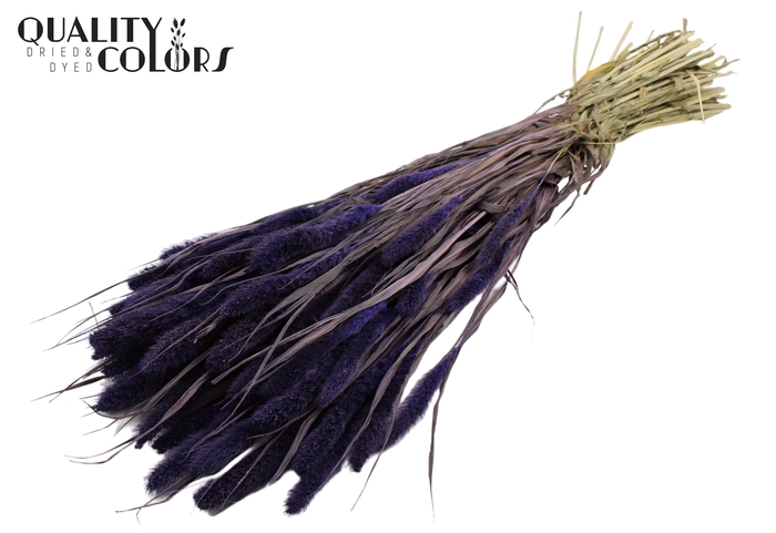 Setaria per bunch Purple