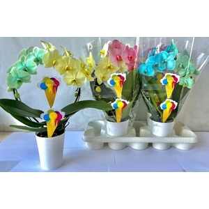 PHAL OV