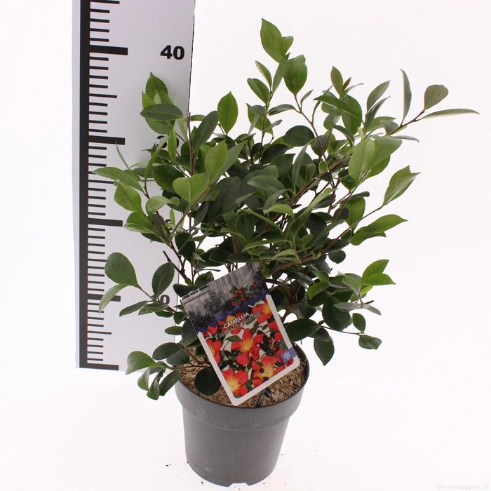 <h4>Camellia jap. 'Yuletide'</h4>