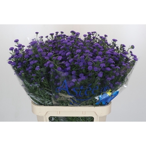 Aster Baby Parade