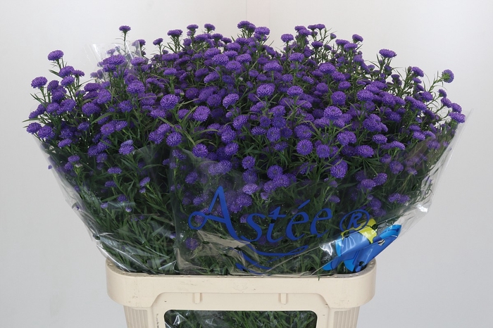 <h4>Aster Baby Parade</h4>