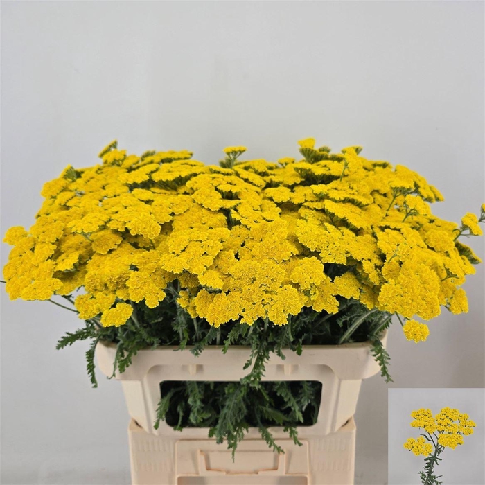 <h4>Achillea Moonshine</h4>