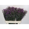 Aster Baby Pink