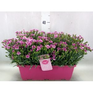 Dianthus  'Pink Kisses'