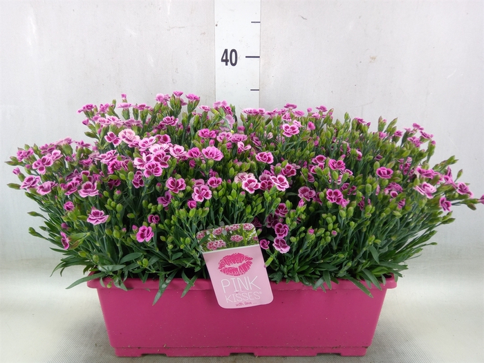 <h4>Dianthus  'Pink Kisses'</h4>