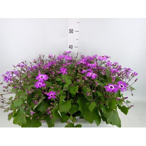 Pericallis cr. 'Senetti Magenta Bi'