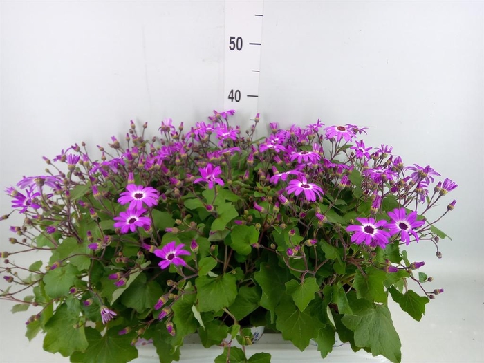 <h4>Pericallis cr. 'Senetti Magenta Bi'</h4>