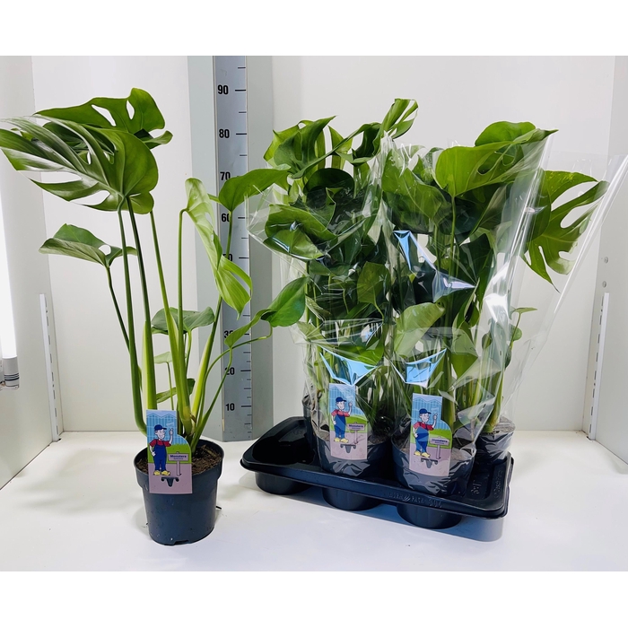 <h4>MONSTERA DELICIOSA</h4>