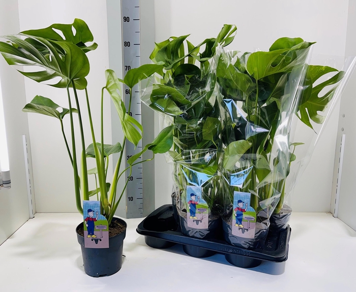 <h4>MONSTERA DELICIOSA</h4>