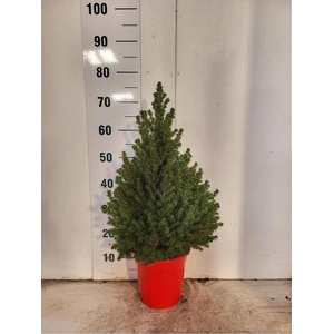 PICEA GL CONICA