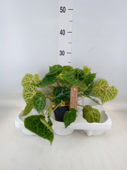 <h4>Begonia BD   ...</h4>