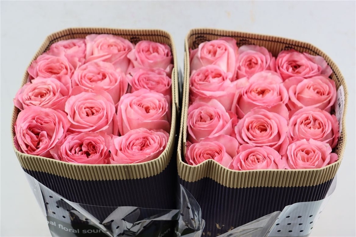 <h4>R Gr Pink Xpression</h4>