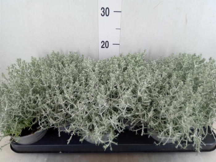 <h4>Leucophyta brownii</h4>