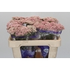 Ozothamnus Cooks Pink