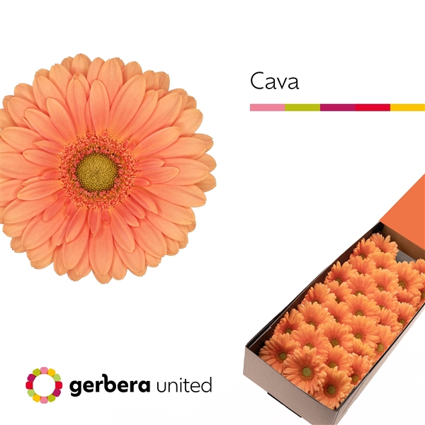 <h4>Ge Mi Cava Box United</h4>