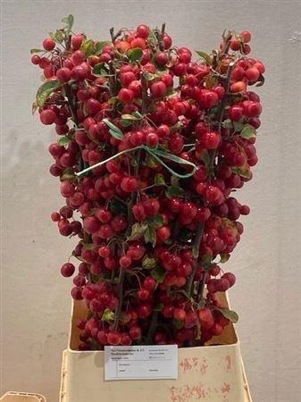 <h4>Malus Red Sentinel</h4>