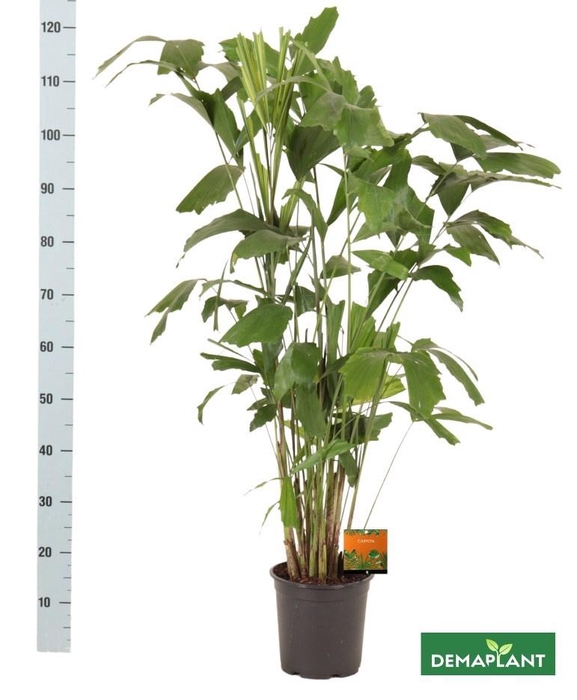 <h4>CARYOTA MITIS</h4>