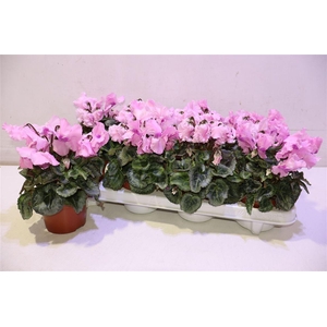 arr8 Cycl Gr Falbala