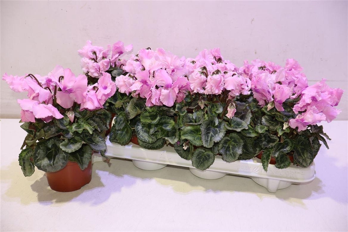 <h4>arr8 Cycl Gr Falbala</h4>