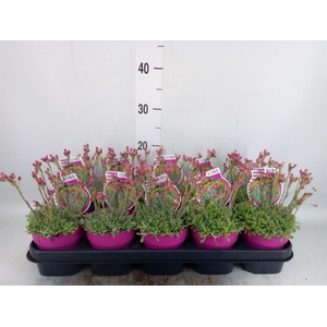 Antennaria dioica