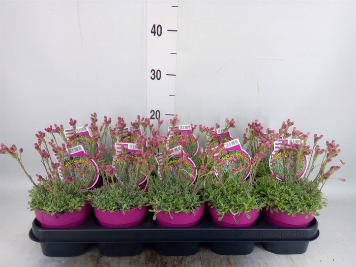<h4>Antennaria dioica</h4>