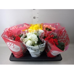 Begonia elat. DU   ...mix