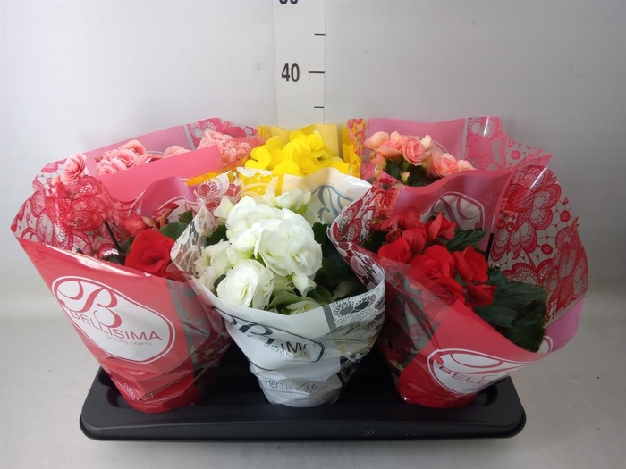 <h4>Begonia elat. DU   ...mix</h4>