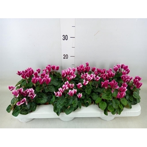 Cyclamen KL 'Snowridge Mini'