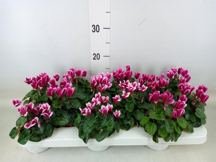 <h4>Cyclamen KL 'Snowridge Mini'</h4>