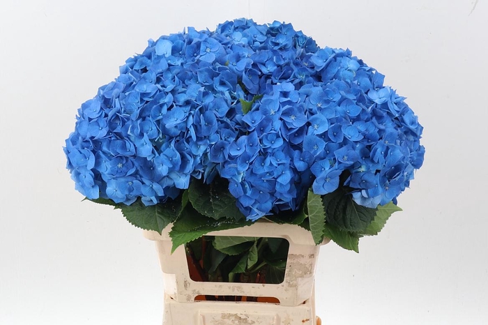 <h4>Hydr M Bela Bl</h4>