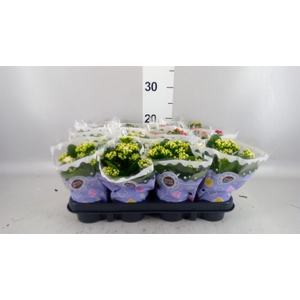Kalanchoe blos.   ..rosebud mix  5
