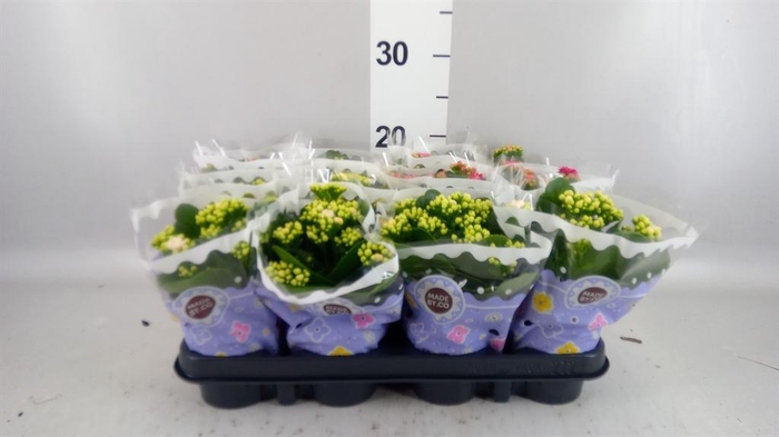 <h4>Kalanchoe blos.   ..rosebud mix  5</h4>