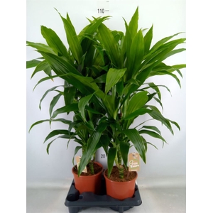 Dracaena frag. 'Janet Craig'
