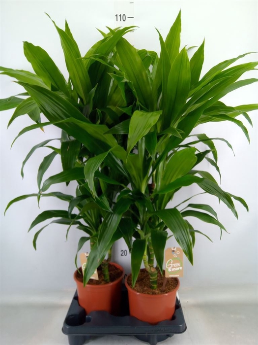<h4>Dracaena frag. 'Janet Craig'</h4>