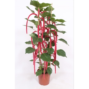 Acalypha Hispida