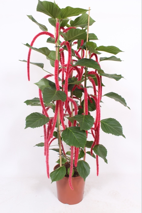 Acalypha Hispida