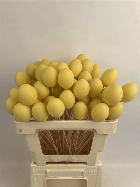 <h4>PAAS EI GEEL 7 CM OP STOK</h4>