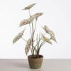 AF Caladium pot 59cm White/Red