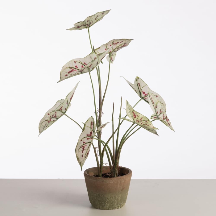 <h4>Af Caladium Pot 59cm White/red</h4>